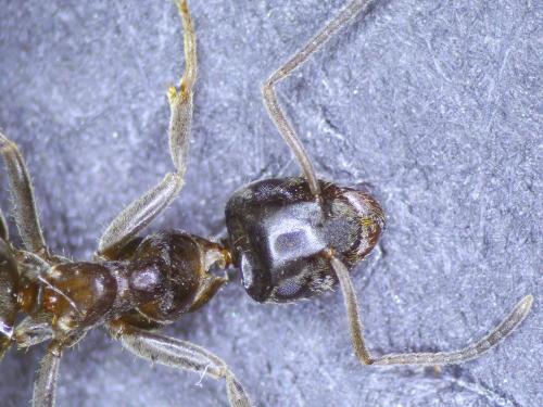 Lasius sp.